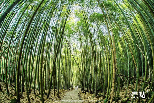 瑞太古道有一處種滿孟宗竹的竹林「瑞里綠色隧道」。(圖／imma_pon)