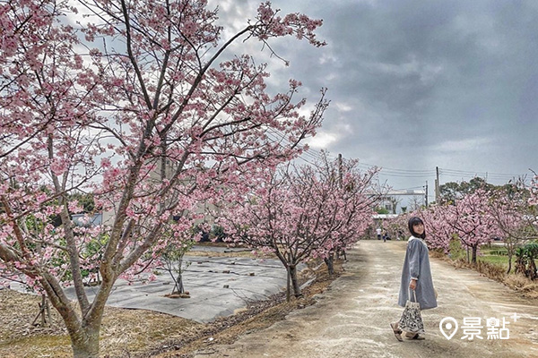 聖德路櫻花巷的富士櫻花樹不高，十分容易取景。