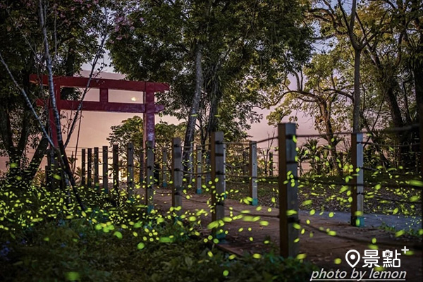 達卡努瓦賞螢步道上的紅色鳥居，讓螢火蟲美景更加夢幻。