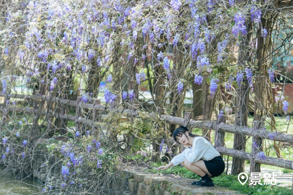 大湖紀念公園紫藤花盛開 (圖／tan.hannah)