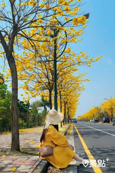 盛開的風鈴木將整條道路渲染成金黃花海大道
