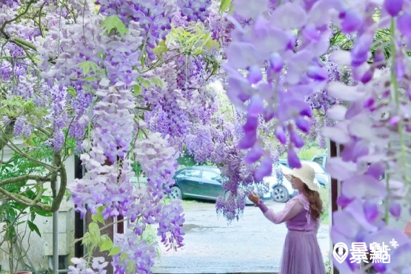 山中紫藤花海盛開海芋同賞！竹子湖景觀餐廳愜意春遊