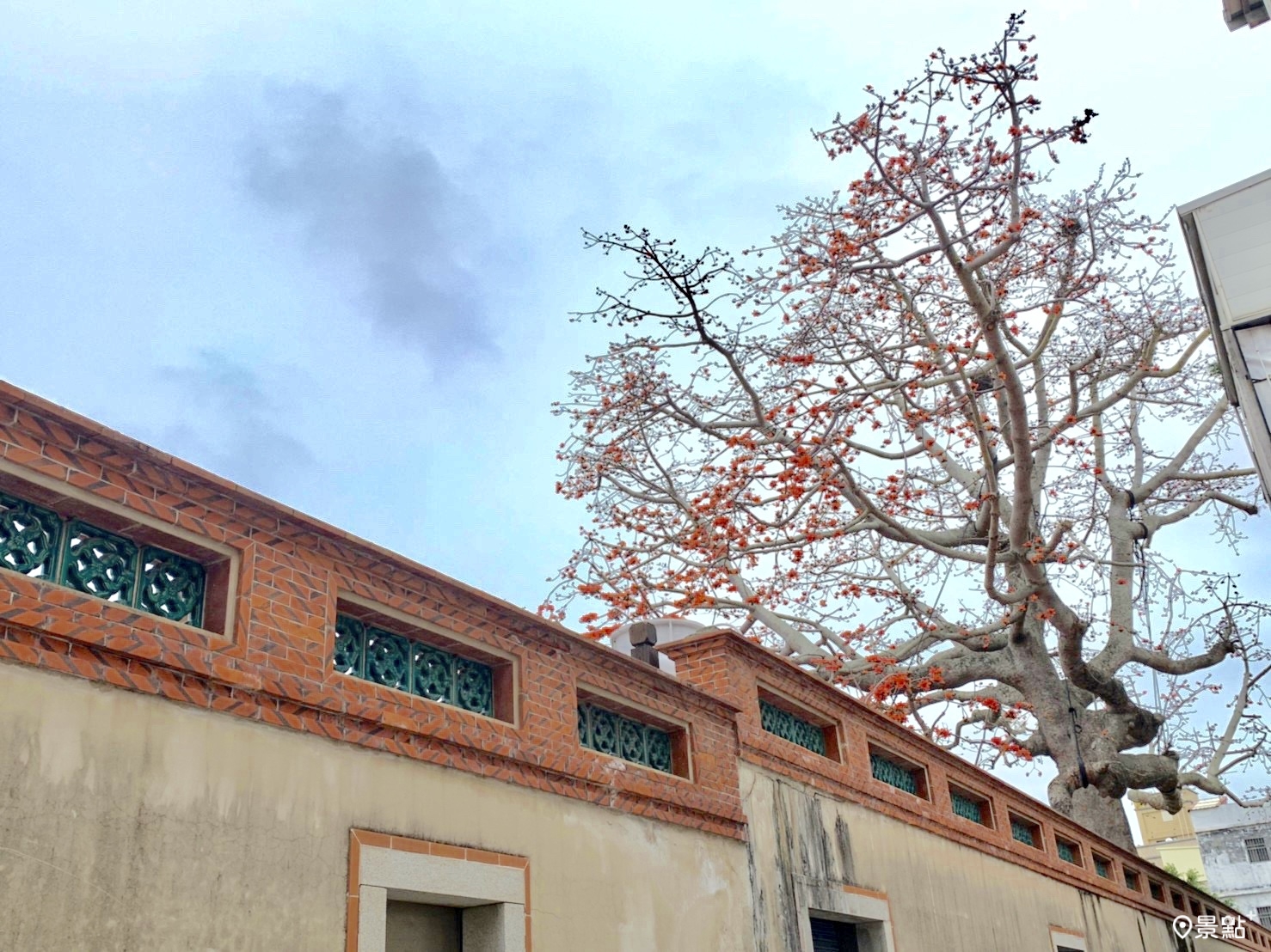 從外牆欣賞金門木棉樹王的花海古牆美景。（圖 / 景點+ 張盈盈）