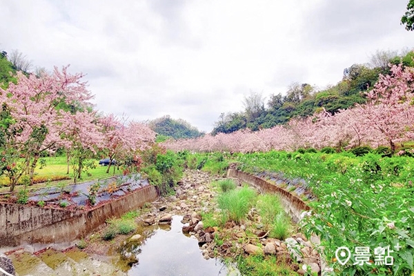 沿著步道、溪河種植整排花旗木盛開。