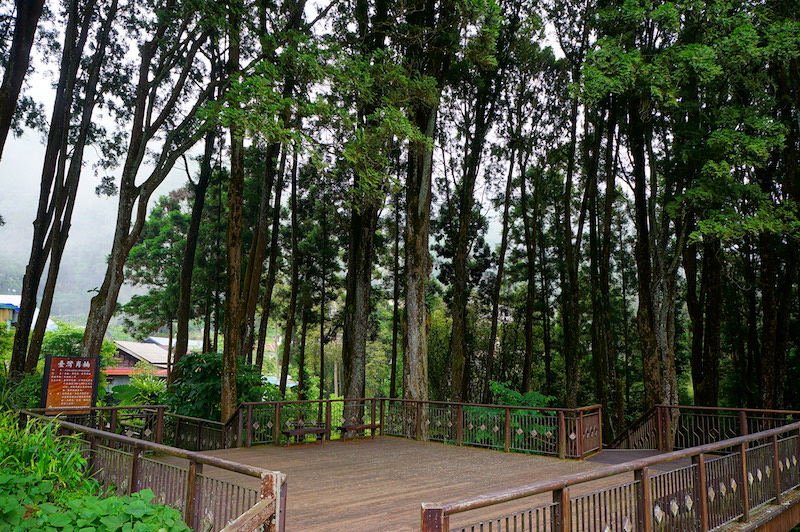 肖楠母樹林設有觀樹平台