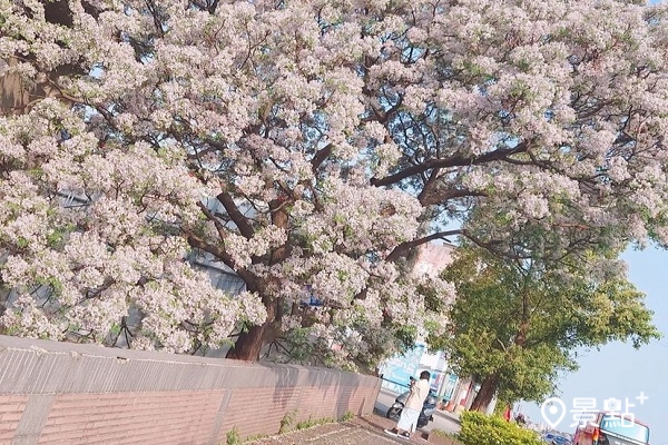 無敵大苦楝花海大樹！三鶯大橋夢幻三月雪美景