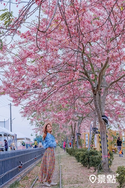 金砂花旗木步道花季可以賞花逛市集。