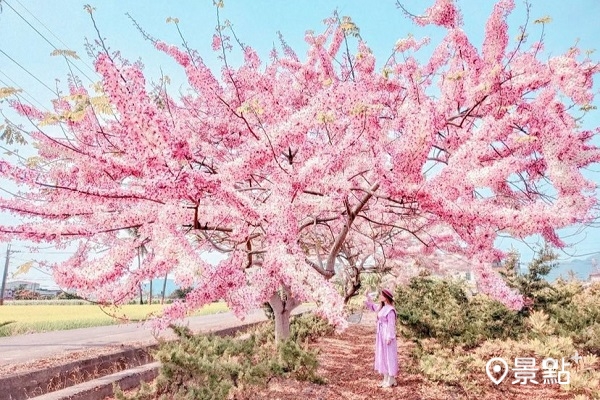 每年3月4月南台灣的花旗木開始綻放 (圖／lineva0615，以下同)