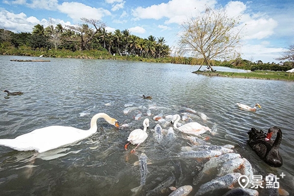 園區的生態池養育了超過百種的鳥類。
