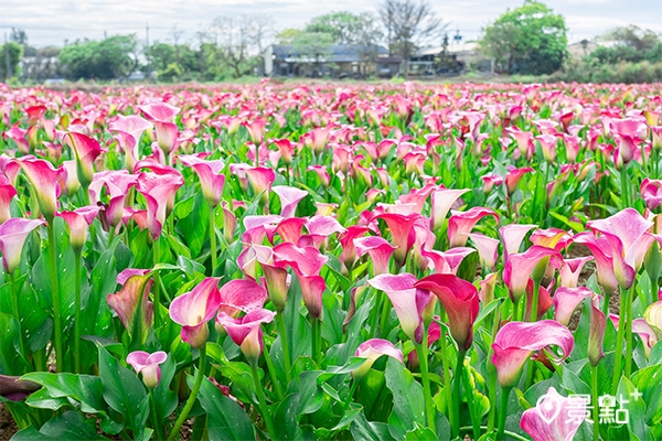 桃園彩色海芋季已成為國內指標性的大型花卉活動，每年吸引破百萬人次參加。（圖/2022桃園彩色海芋季，以下同）