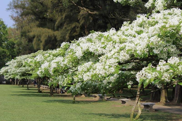 石管局大草坪流蘇盛開。(圖／桃園市政府)