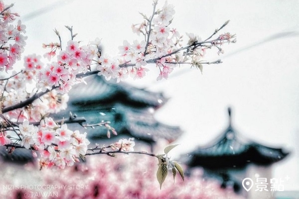 櫻花盛開的東方寺讓人有置身在日本賞櫻的錯覺 (圖／ouyang_nizi1001)
