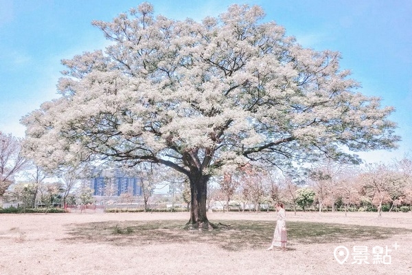 高雄花卉農園中心近日苦楝樹大盛開 (圖／lineva0615)