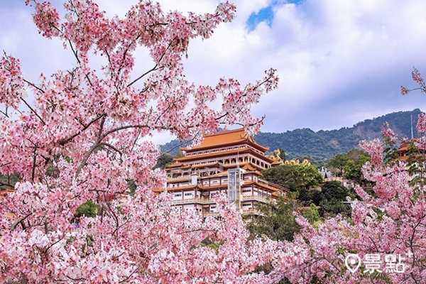 玉山寶光聖堂是台南熱門的賞花旗木景點之一。 (圖／molly888666)