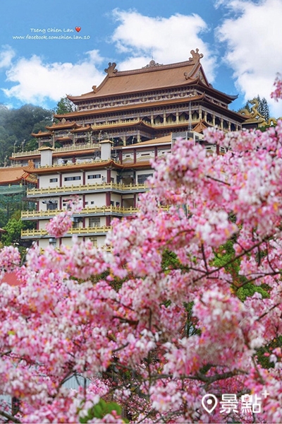 花旗木盛開花景搭配金碧壯觀的廟宇，有種在日本賞櫻的感覺。 (圖／chien_lan，下同)