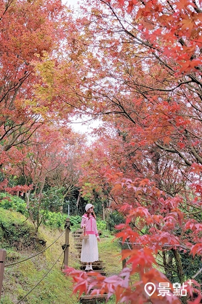 陽明山「台北奧萬大」楓紅步道。