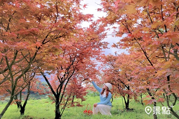 在華之友自然景觀農園賞楓，有種被紅葉包圍的浪漫美感。