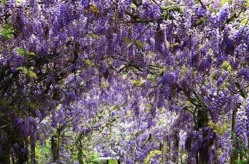 杉林溪園區的紫藤花