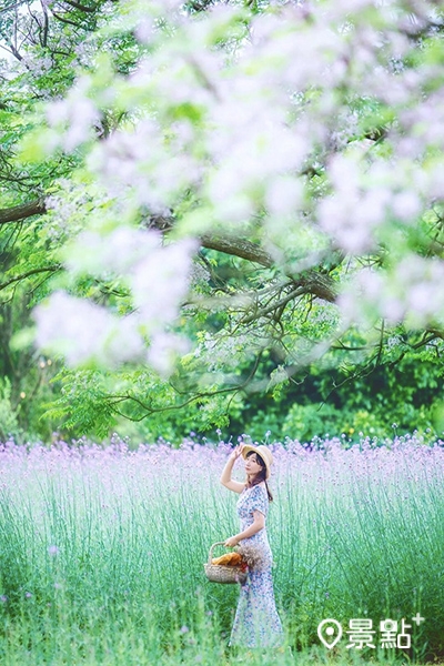 紫色馬鞭草與苦楝花同框盛開美景。