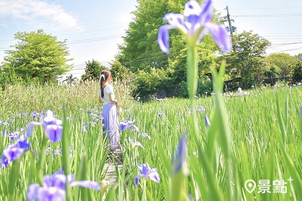 鳶尾花季從4月1日一直持續到5月15日。