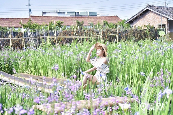 趁著花期美拍一波鳶尾花海田園風光。