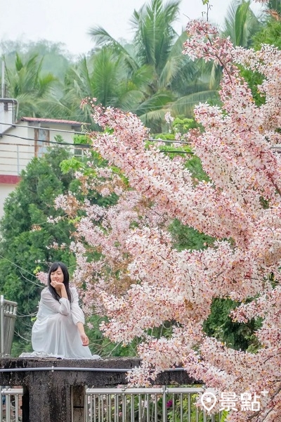 花旗木滿樹的桃紅粉白花朵，盛開時有著不輸櫻花的壯觀美。 (圖／double.leo.tw，以下同)