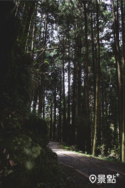 特富野古道被譽為最美的森林鐵道步道之一。