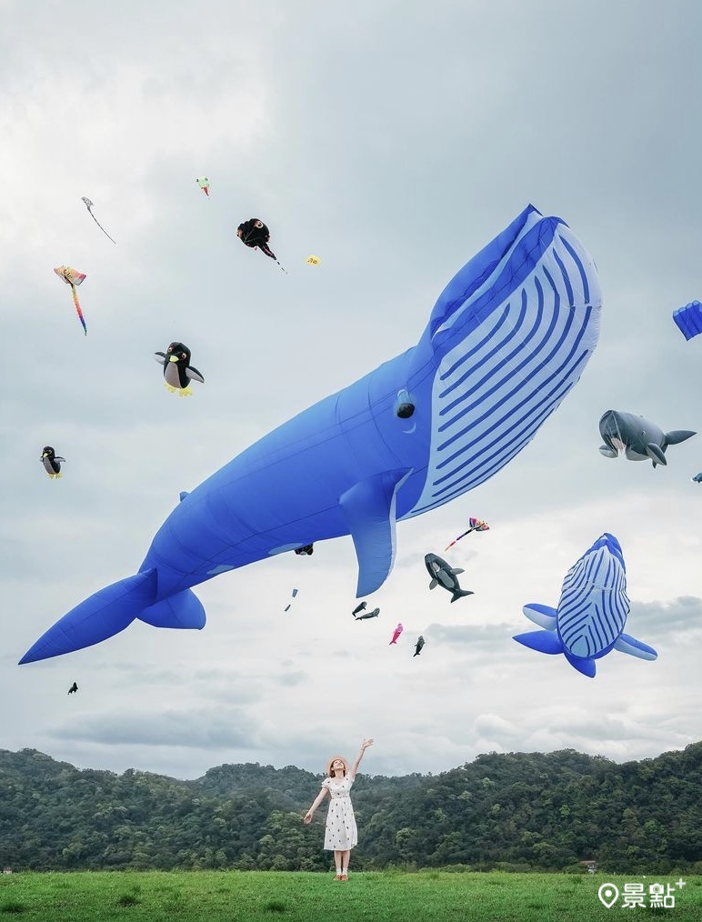 壯觀的藍色鯨魚風箏天上飛舞畫面。
