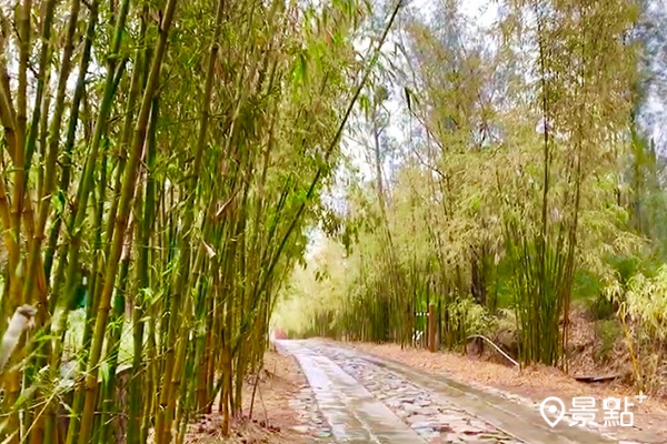 金門植物園裡的竹林海廊道成為美拍場景。