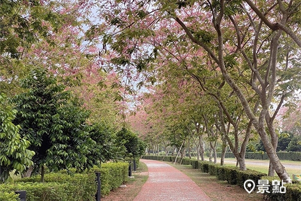 林後四林平地森林園區的紅花鐵刀木粉紅步道。(圖／miho136)