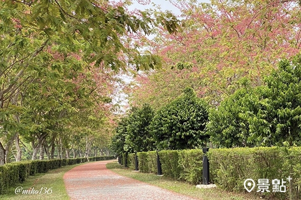 漫步紅花鐵刀木步道下，悠閒的氛圍好療癒。(圖／miho136，下同)