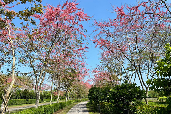 步道兩側都有整排的紅花鐵刀。(圖／林後四林平地森林園區，下同)