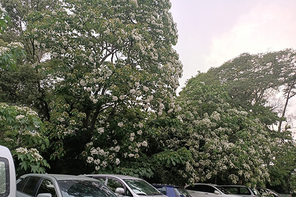 停車場的桐花開花了。