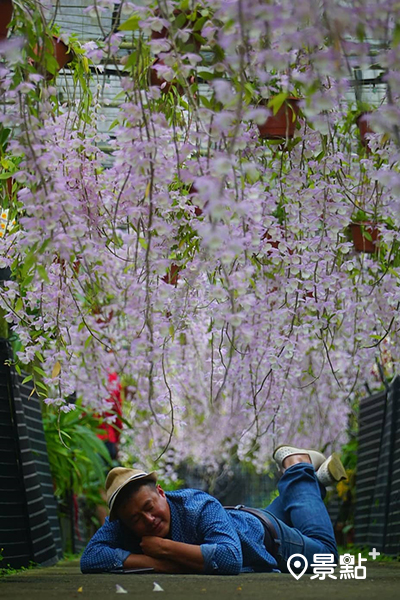 每年金雙甡花卉農場都會舉辦天宮石斛瀑布蘭展，今年則改為線上觀展。 (圖／chih07090616)