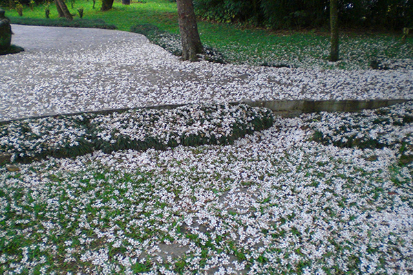 牛耳藝術渡假村往年的桐花盛況。 (圖／牛耳藝術渡假村-雕之森樹屋餐廳)