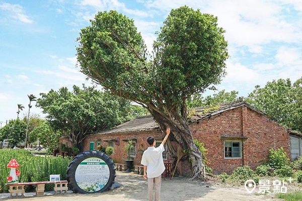 四湖長春園藝不只有孤挺花，還有一可愛心樹也是必拍場景。(圖／qiuung)