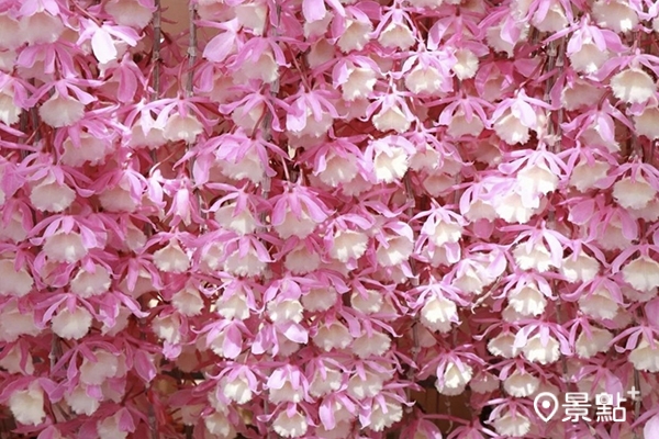 一朵朵粉紅色花穗成串。
