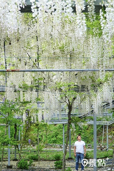 武陵農場以白藤花為主打賞花品種。