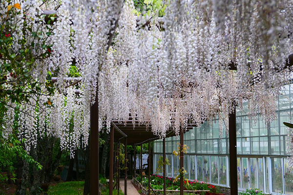 武陵農場的白藤花廊道每年四月盛開。 (圖／武陵農場)