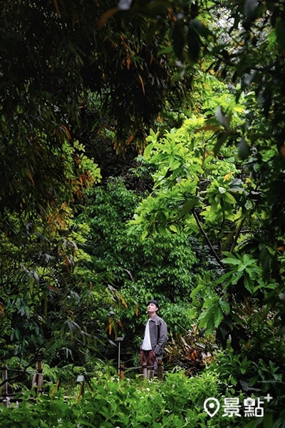 台北植物園就像是座隱藏在繁忙城市中的幽靜森林。