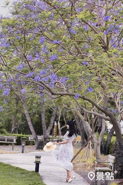 彰化埔心也有一個藍花楹秘境公園。 (圖／sky_kuei，下同)