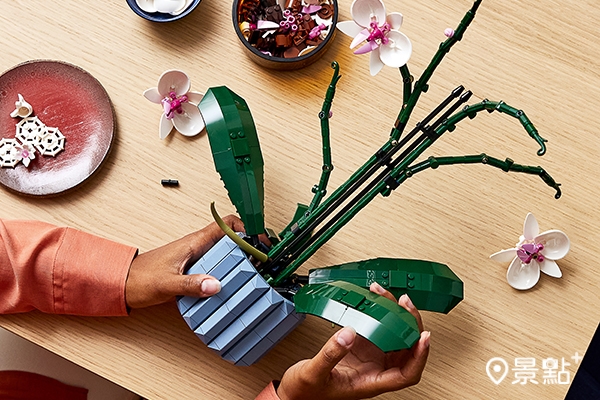 樂高蘭花為家中或辦公室增色，慢慢製作白色與粉紅色花朵的所有細節，以及有凹槽的藍色花瓶。