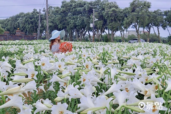 白千層鐵砲百合花園4000多株鐵砲百合盛開。(圖／yijiun_lee)