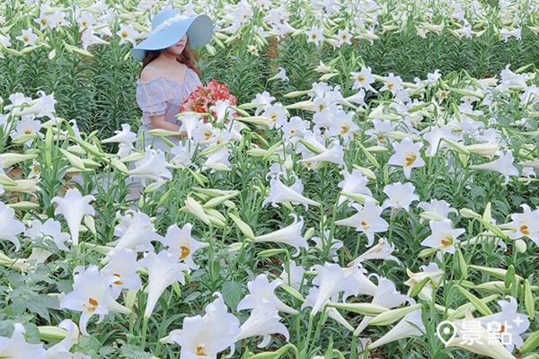 白千層百合花海目前花況。