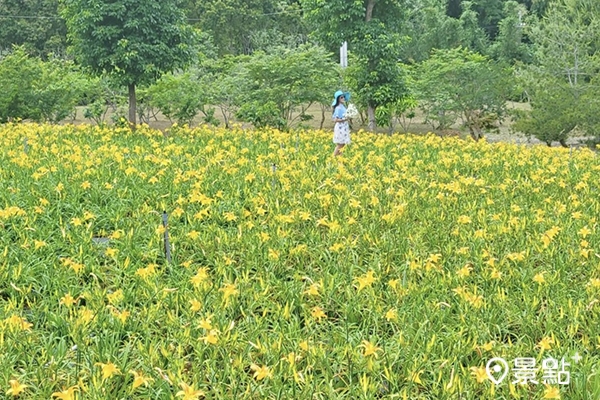 桃園大溪區也有一片金針花盛開，讓北部人能就近賞花。(圖／yijiun_lee，以下同）