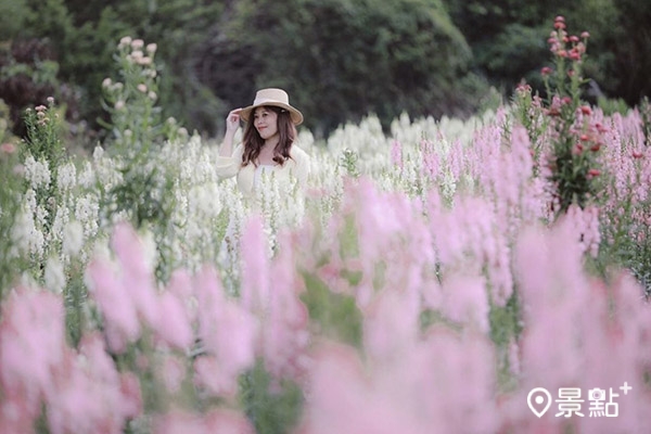 花田有粉紅、白色的金魚草。