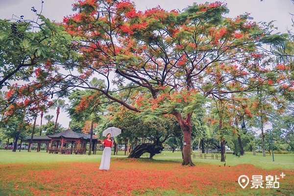 黎新公園火紅鳳凰花開的盛景。 (圖／an700328)