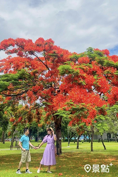 黎新公園內有一棵鳳凰木開的特別壯觀，拍照起來也特別美。 (圖／s4752147)