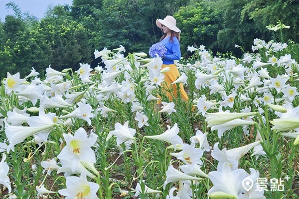 花田裡也有一區白色的鐵砲百合花。