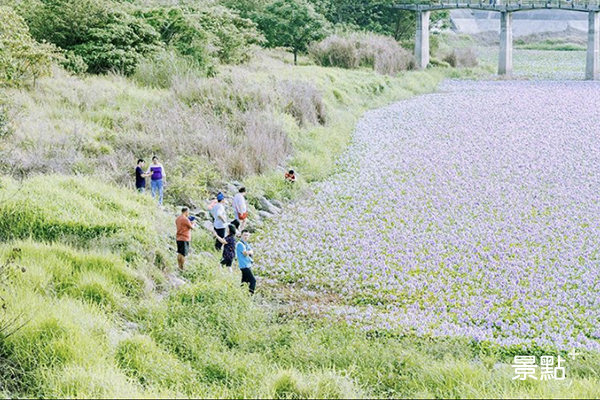 雲林後庄抽水站去年的夢幻布袋蓮花海。 (圖／chinling_kuo)